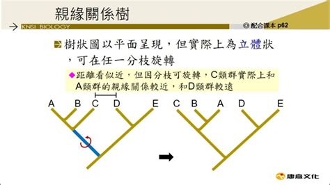 關係樹